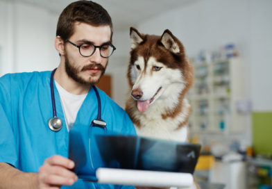 Radiologia para clínica veterinária