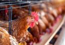 São Paulo adota medidas contra gripe aviária